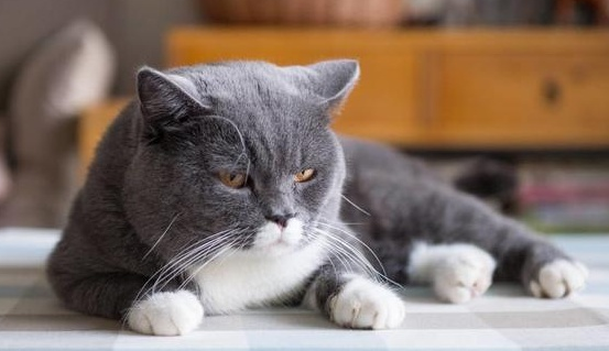 宠物猫的寿命一般有几年