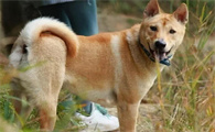中华田园犬吃什么食物？喂养须知~