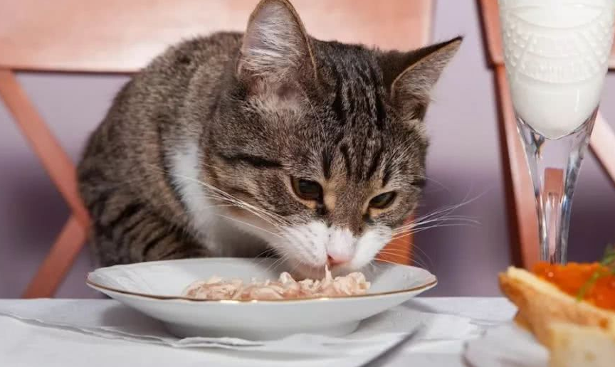 猫咪为什么吃饭多了 猫咪为什么吃饭多了