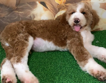 红白花巨贵犬智商排名
