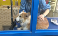 宠物店怎么让狗老实