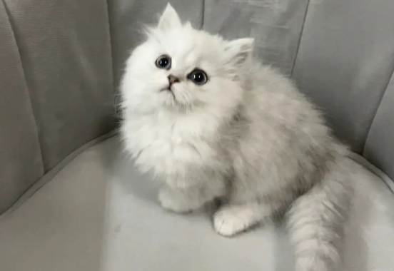一文告诉你,金吉拉猫产后要注意什么? 一文告诉你,金吉拉猫产后要注意什么?