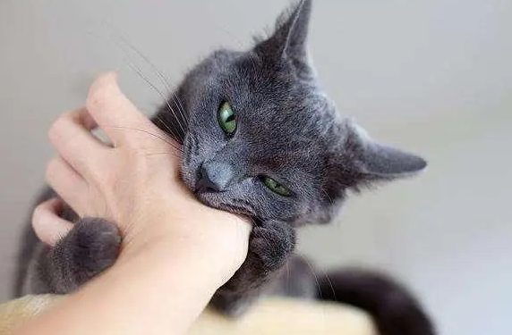 猫咪为什么这么执着咬人呢