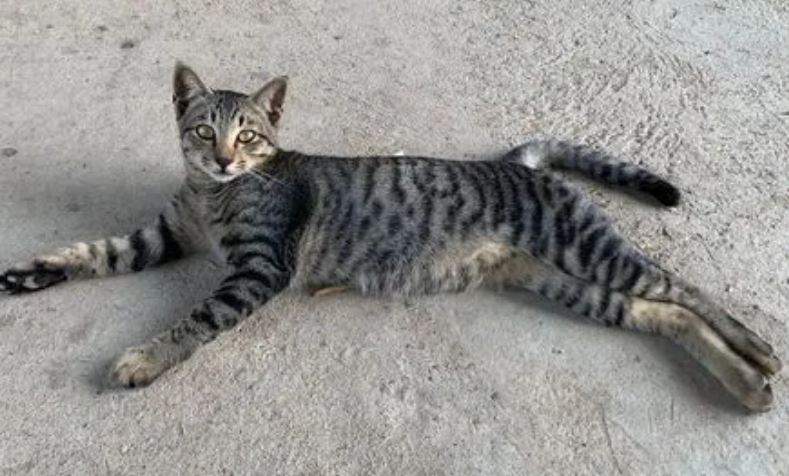 狸花猫的智商有多高？说了你别不信