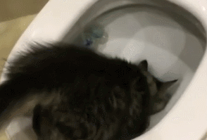 猫咪为什么爱钻马桶里呢