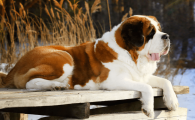 圣伯纳犬能活多久?不懂的可以来看看~