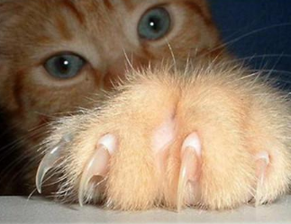 猫咪指甲老是出血是为什么