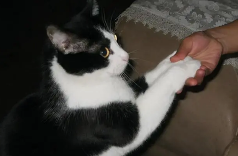 小猫为什么喜欢伸爪子