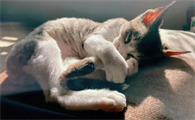 猫咪为啥喜欢晒太阳