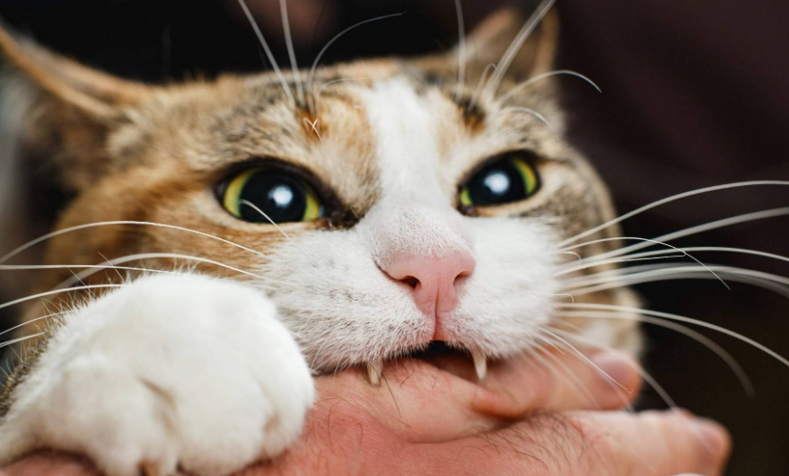 我为什么讨厌猫咪咬我