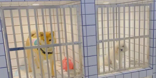 寄养猫狗多少钱 寄养猫狗多少钱