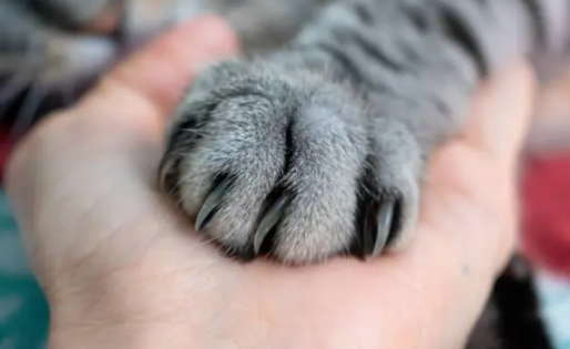 猫咪为什么爪子冰凉呢
