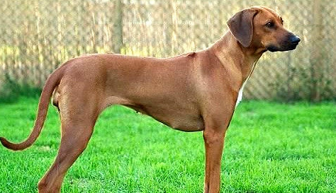 罗得西亚脊背犬眼屎多怎么办？不妨来这里了解下吧