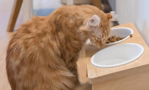 p3p给猫喂食