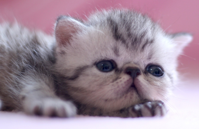一个多月的小奶猫一天喂几次？喂多少？