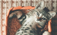 猫咪的奶瓶为什么要换一个