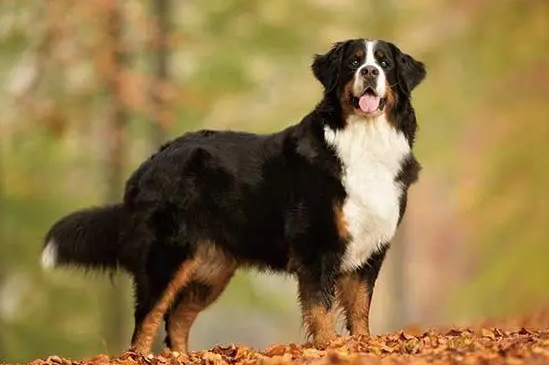 伯恩山犬怎么剪指甲？其实很简单的~