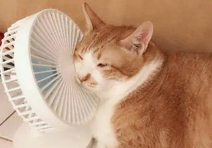 猫咪都爱吹风扇睡觉吗为什么