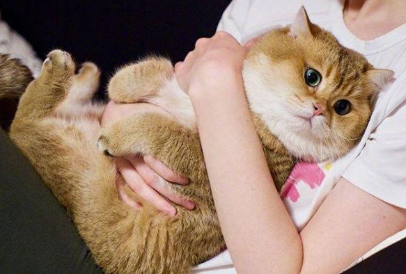 为什么一抱猫咪它就大喘气