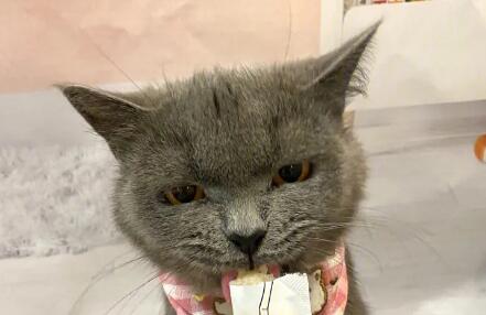 一个多月的小猫能不能吃猫条