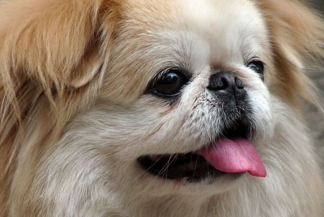 京巴犬发烧吃什么药？赶快学习一下