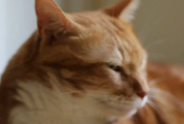 猫彻底死了的表现