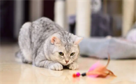 养猫最基本需要什么东西