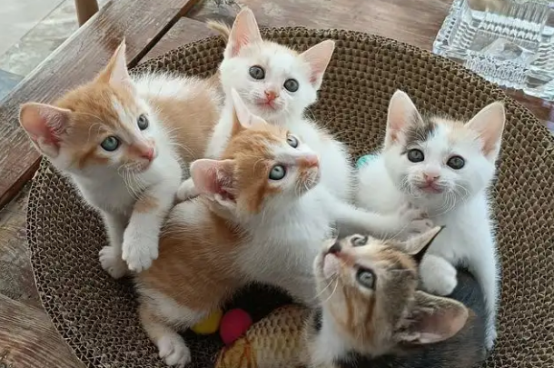 为什么有人想领养猫咪呢