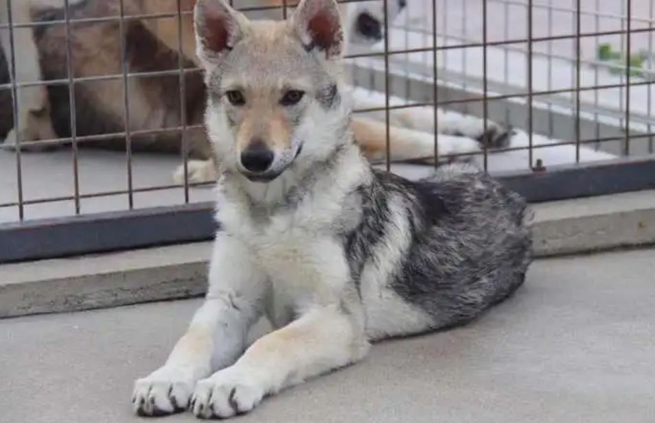 捷克狼犬患皮肤病怎么治？看看这些方法靠不靠谱