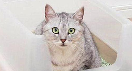 猫咪尿频是什么原因
