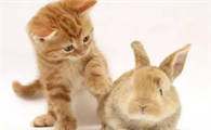 一只爱吃猫粮的兔子