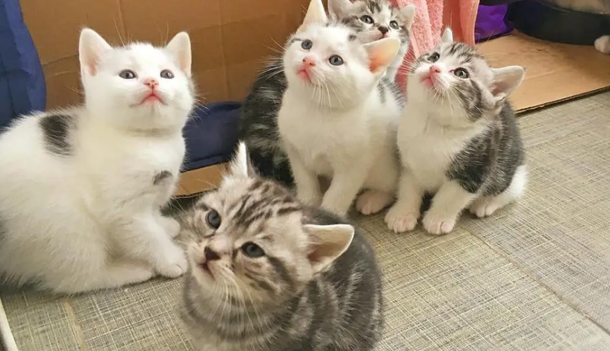 猫咪为什么摔下巴会死