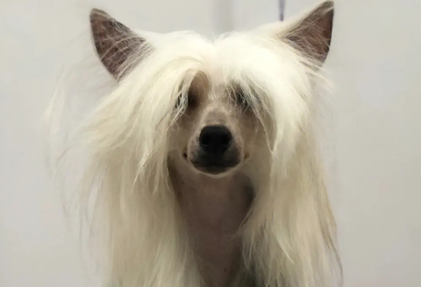 冠毛犬皮肤病怎么治？治疗方法如下。