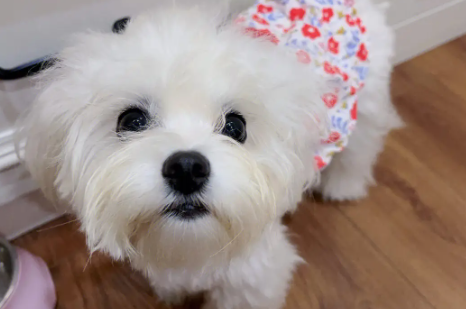 马尔济斯犬不能吃什么？快来了解一下