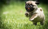 怎么判断巴哥犬感冒了？想养的看这里