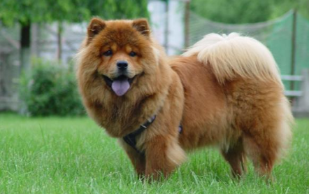 松狮犬怎么养的胖?不知道的快看 松狮犬怎么养的胖?不知道的快看