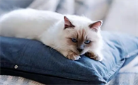 买猫养猫一般需要多少钱