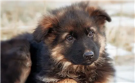德国牧羊犬吃什么长的快？给它吃什么比较好？