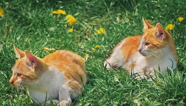 猫咪为什么喜欢在室外玩耍