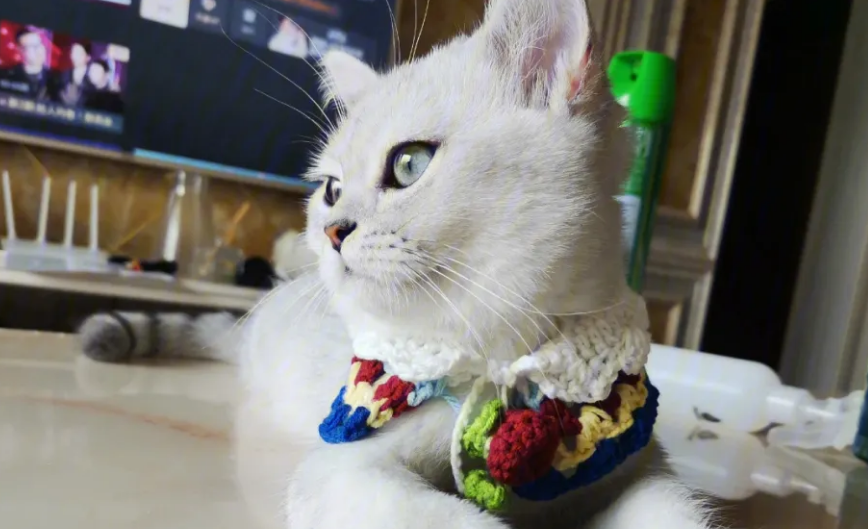 小猫咪舔项圈是怎么回事 小猫咪舔项圈是怎么回事