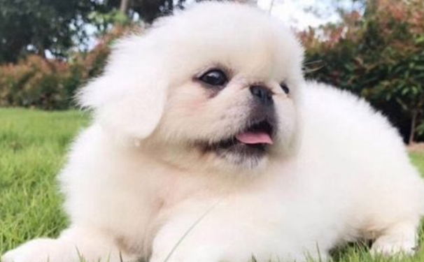 纯种京巴狗特点是什么？一起来瞧瞧吧。