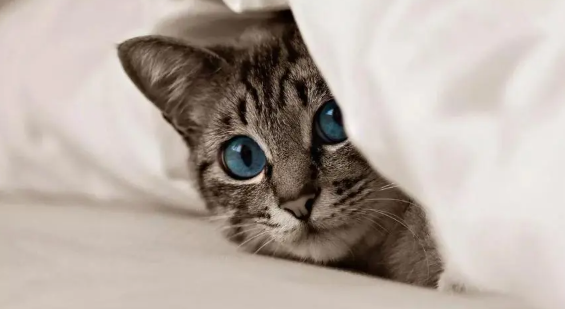 猫咪为什么洁癖很重呢 猫咪为什么洁癖很重呢