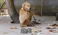 抖音网红狗前30排行榜