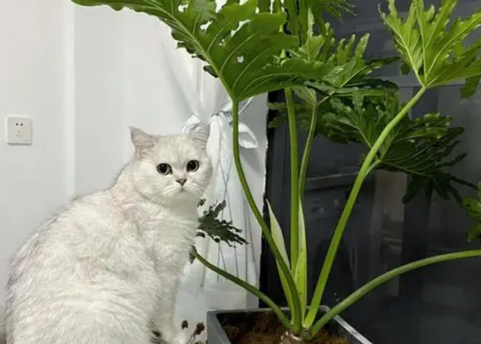 一帆风顺对猫有毒吗