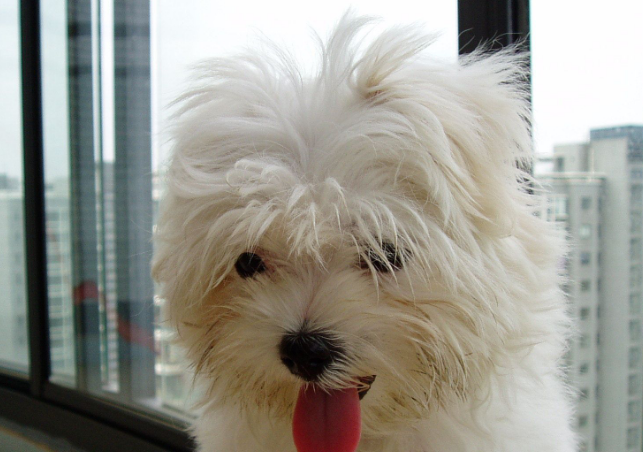 萌宠小知识：马尔济斯犬为什么有泪痕？