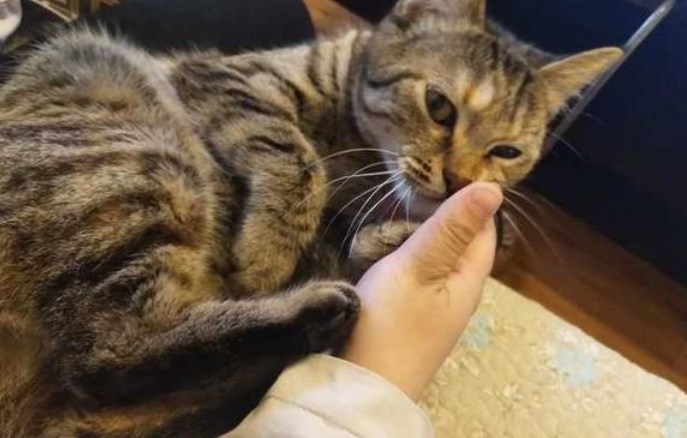 为什么对猫咪好猫咪却躲你呢 为什么对猫咪好猫咪却躲你呢