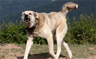 安纳托利亚牧羊犬得了狂犬病怎么办?来看看吧