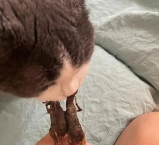 猫能吃鹌鹑肉吗 猫能吃鹌鹑肉吗