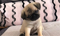 养巴哥犬最大的忌讳