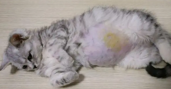 猫传腹早期最明显的症状 猫传腹早期最明显的症状